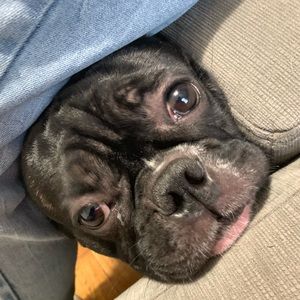 Meet your Posher, Allan